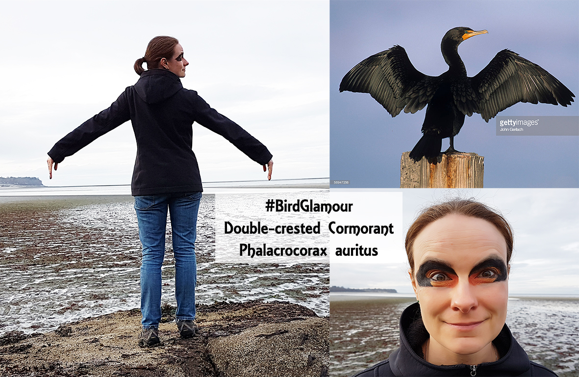 Double-crested cormorant small