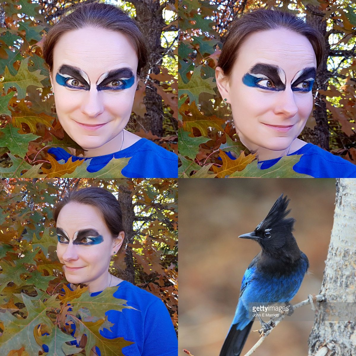 Steller's Jay