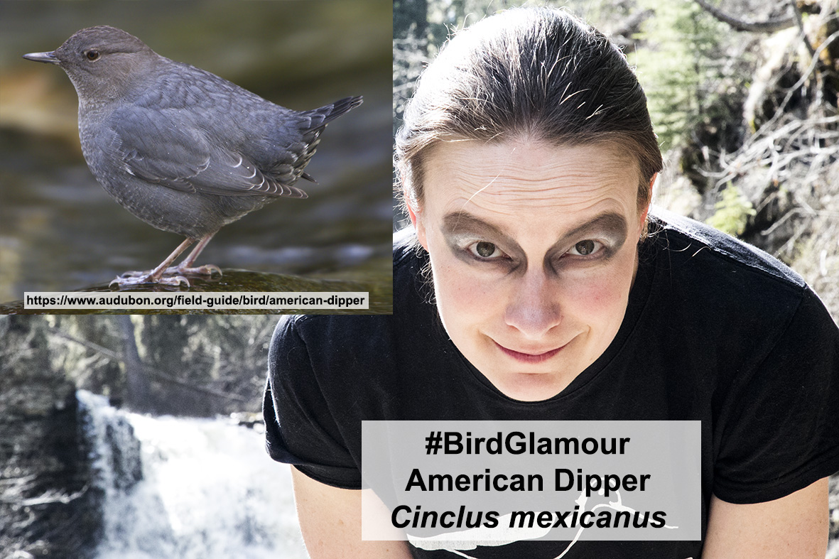 American Dipper small