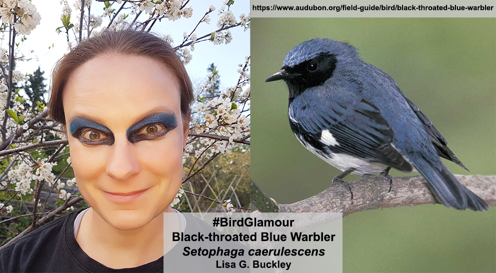 Black-throated Blue Warbler small