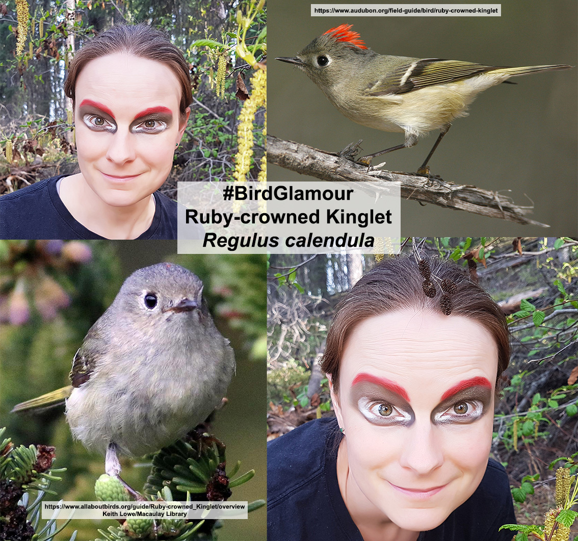 Ruby-crowned Kinglet small