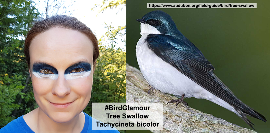 Tree Swallow Bird Glamour