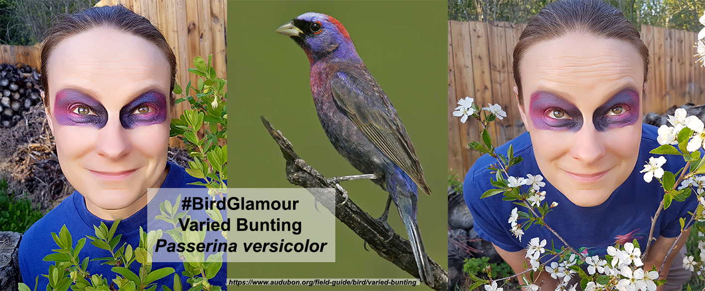 Varied Bunting Small