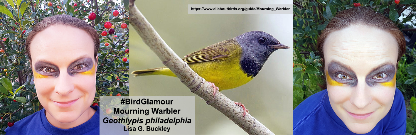 Mourning Warbler complete