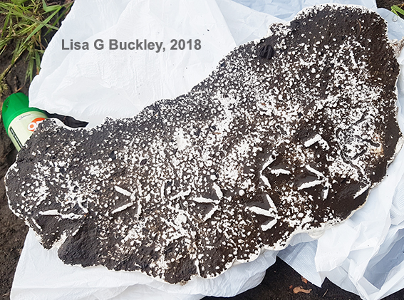 Bird track cast - finished cast