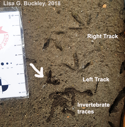 Bird track casting 6 - label trackway
