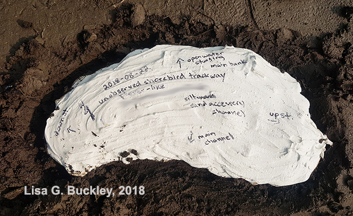 Bird track casting - label and dig