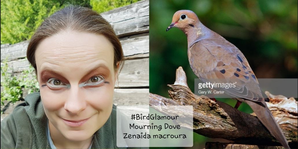Mourning Dove August 03