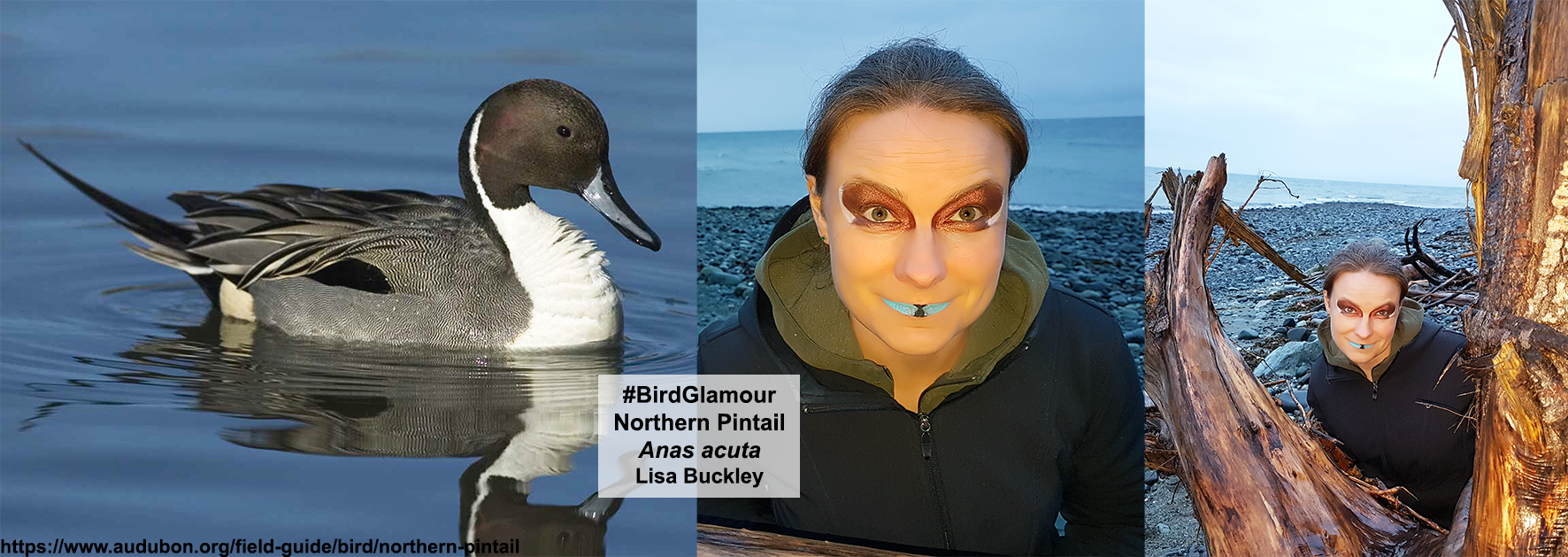 Northern Pintail small