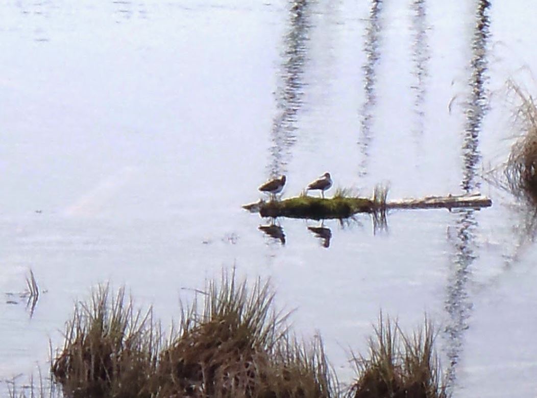 Solitary Sandpipers