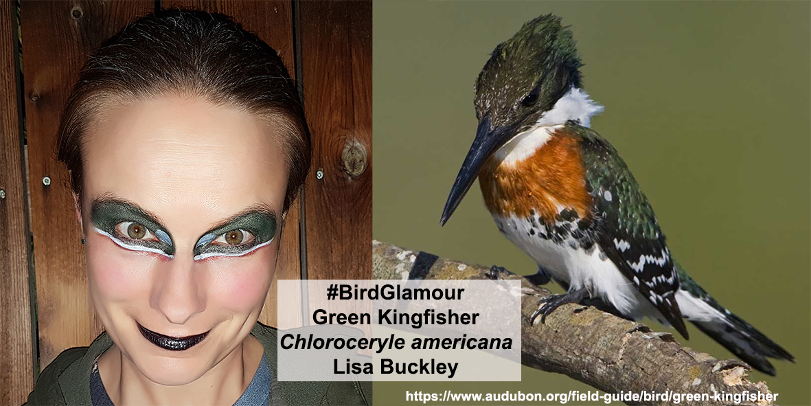 Green Kingfisher Bird Glamour