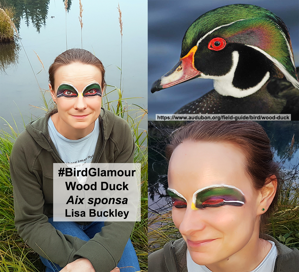 Wood Duck Bird Glamour