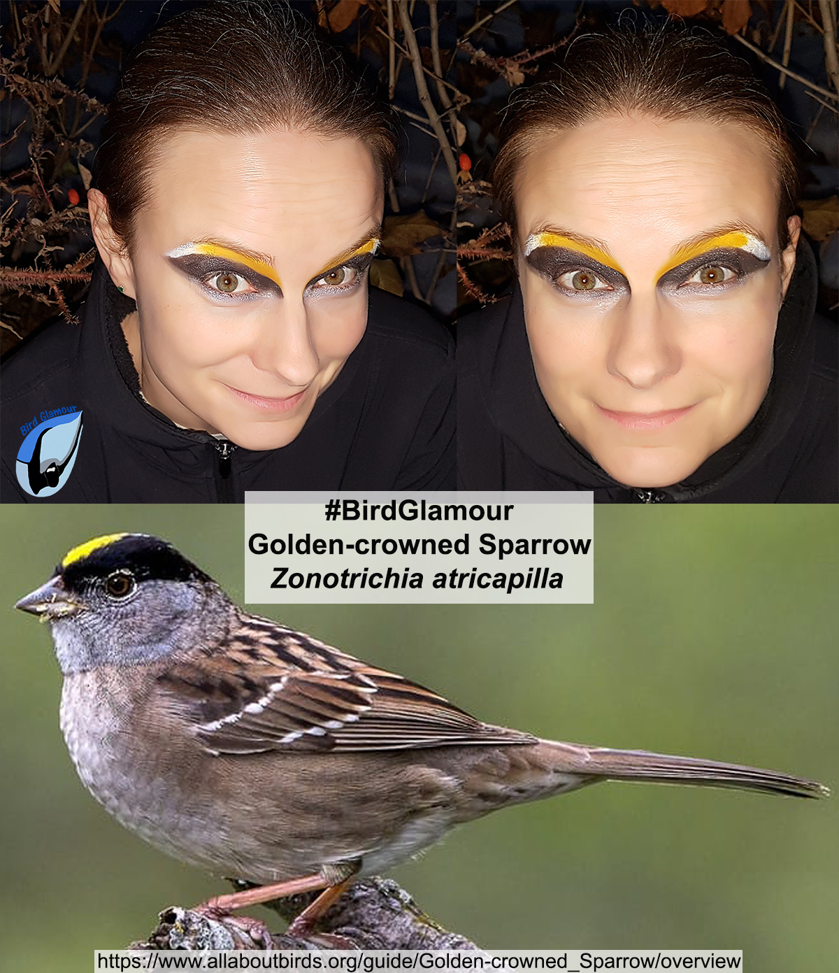 Golden-crowned Sparrow Bird Glamour