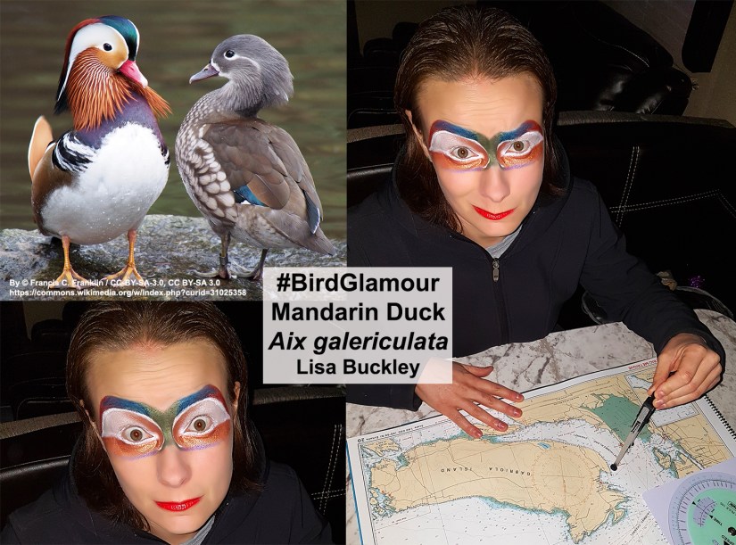 Mandarin Duck Bird Glamour