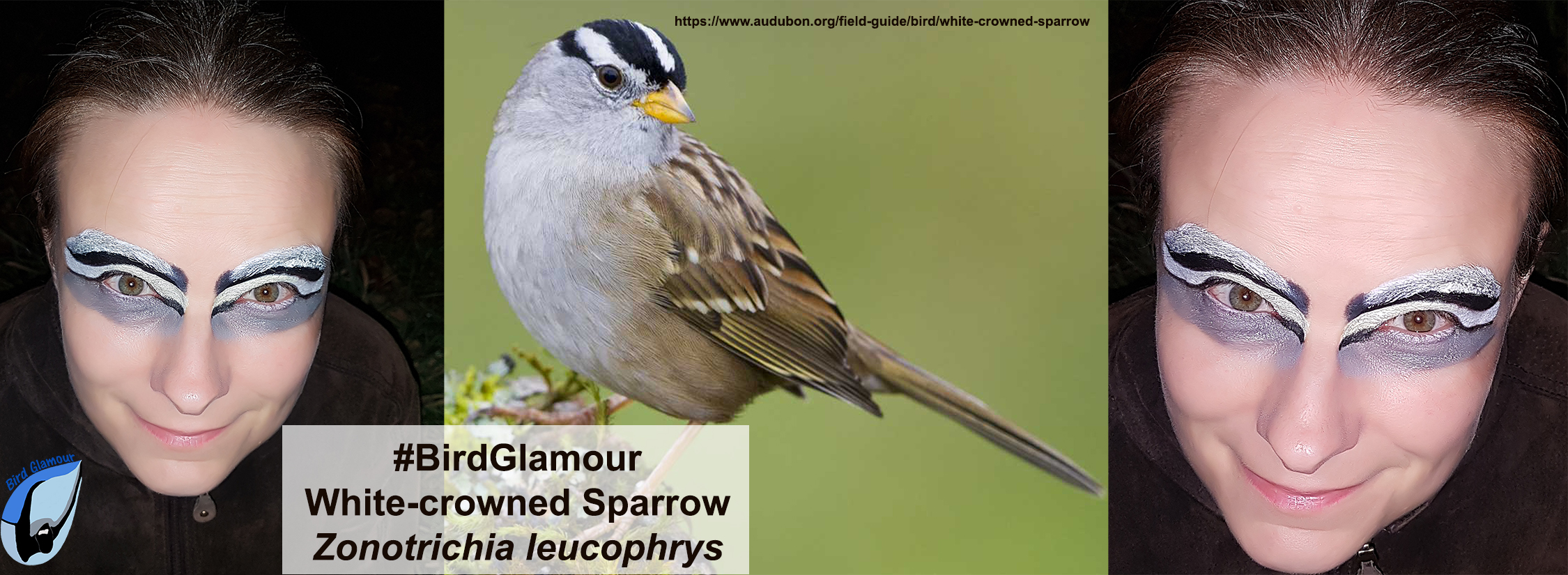 White-crowned Sparrow Bird Glamour 2018-11-23