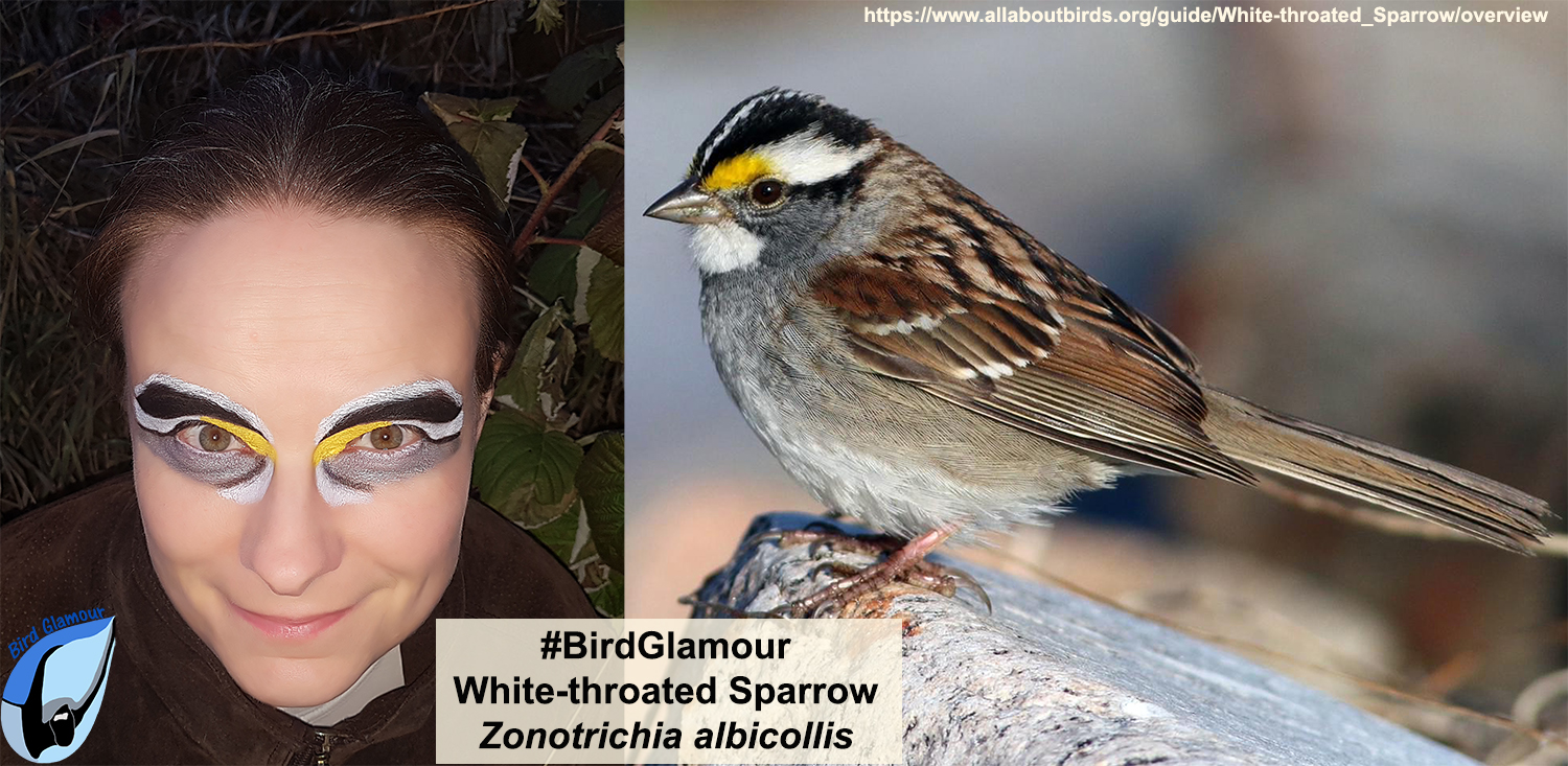 White-throated Sparrow Bird Glamoour