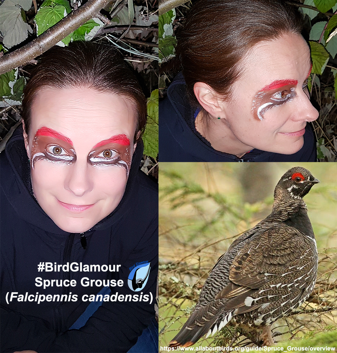 Spruce Grouse Bird Glamour