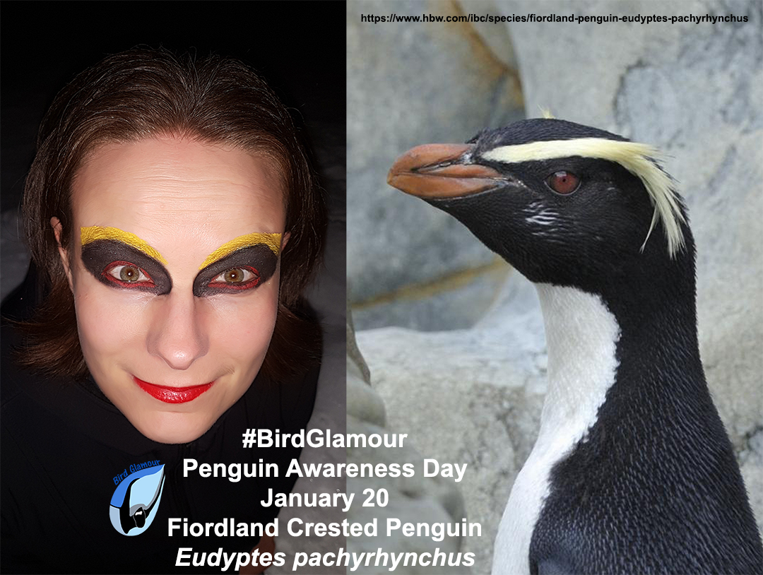fiordland penguin bird glamour