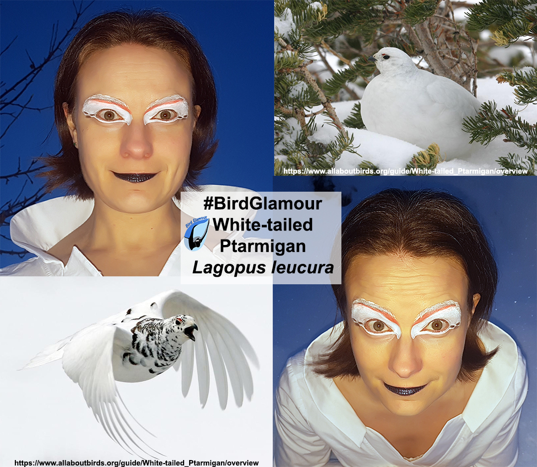 white-tailed ptarmigan bird glamour