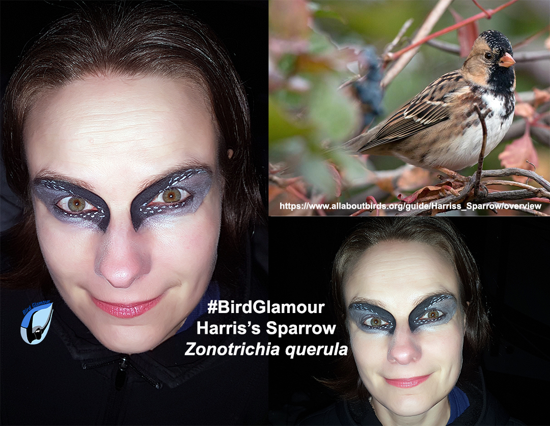 Harris's Sparrow Bird Glamour
