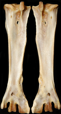 BAEA-tarsus-12154-back-DSC_4157