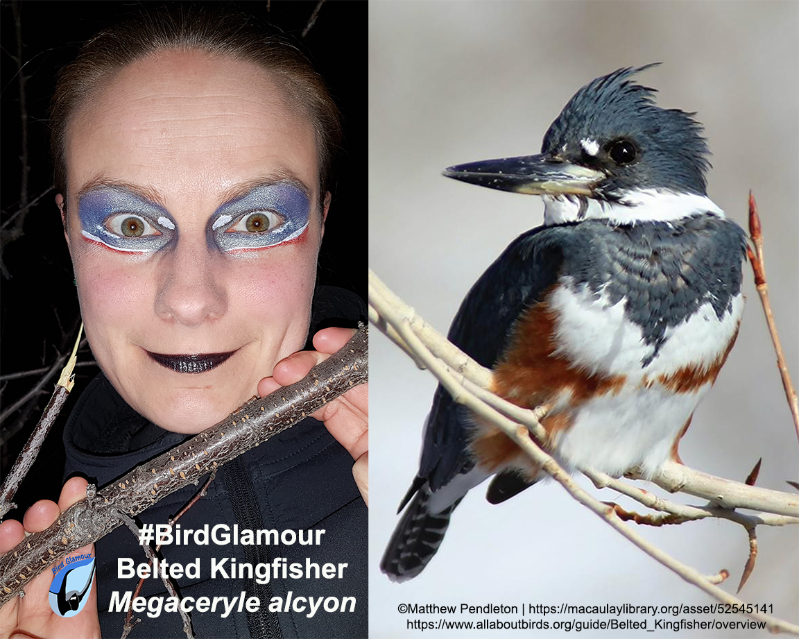 Belted Kingfisher Bird Glamour