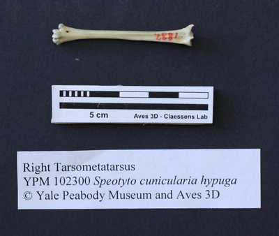 Burrowing Owl TMT.jpg