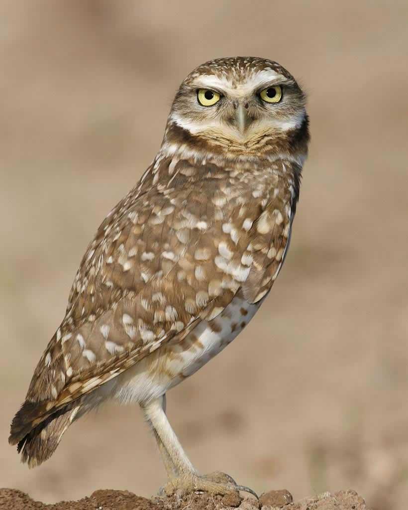 Burrowing_Owl_s52-12-055_l