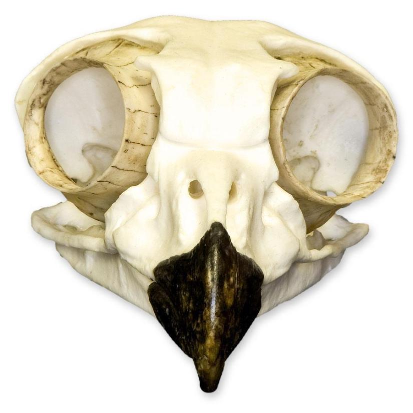 Skulls unlimited Great Horned Owl skull
