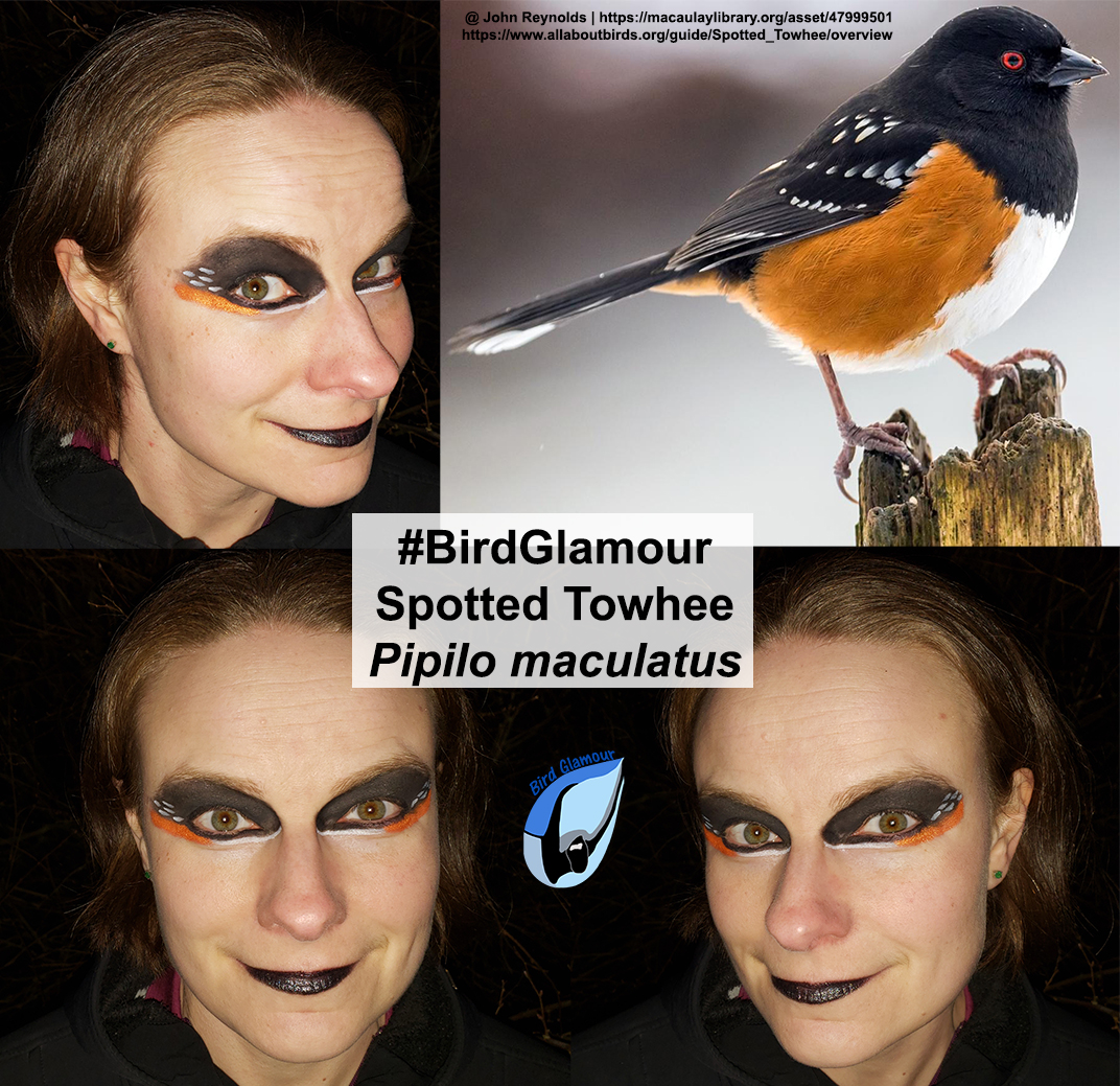 Spotted Towhee Bird Glamour