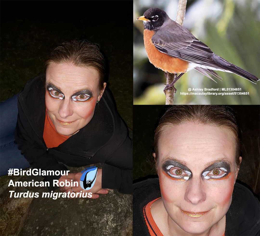 American Robin Bird Glamour
