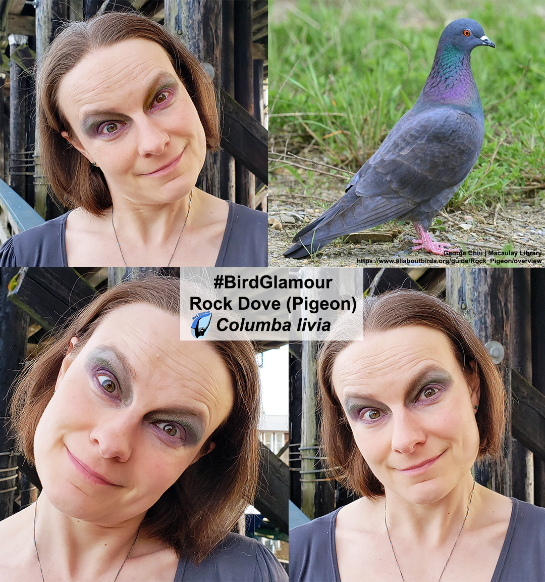 Rock Dove Bird Glamour