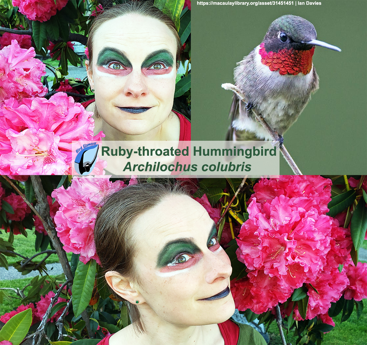 Ruby-throated Hummingbird Bird Glamour.jpg
