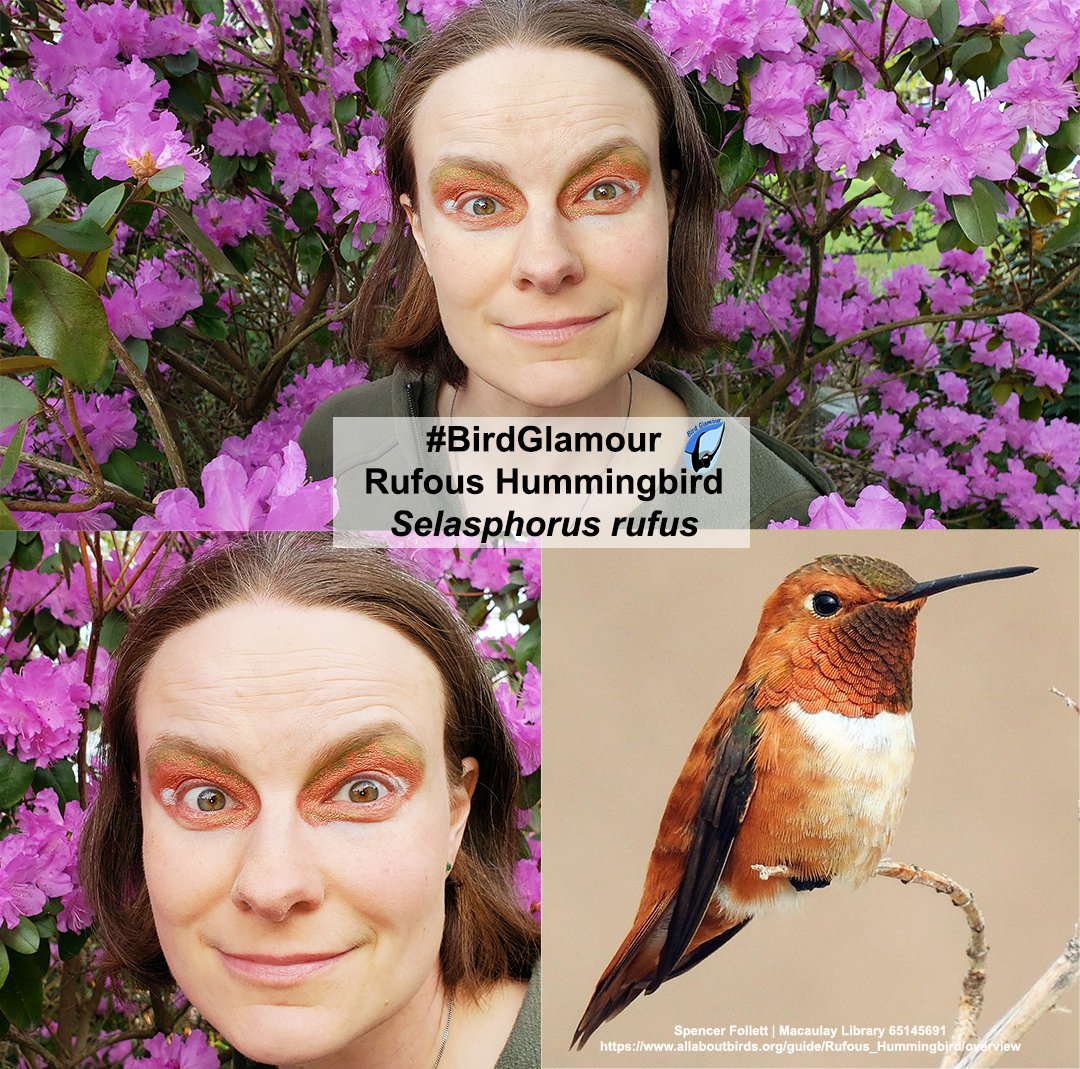 Rufous.jpg