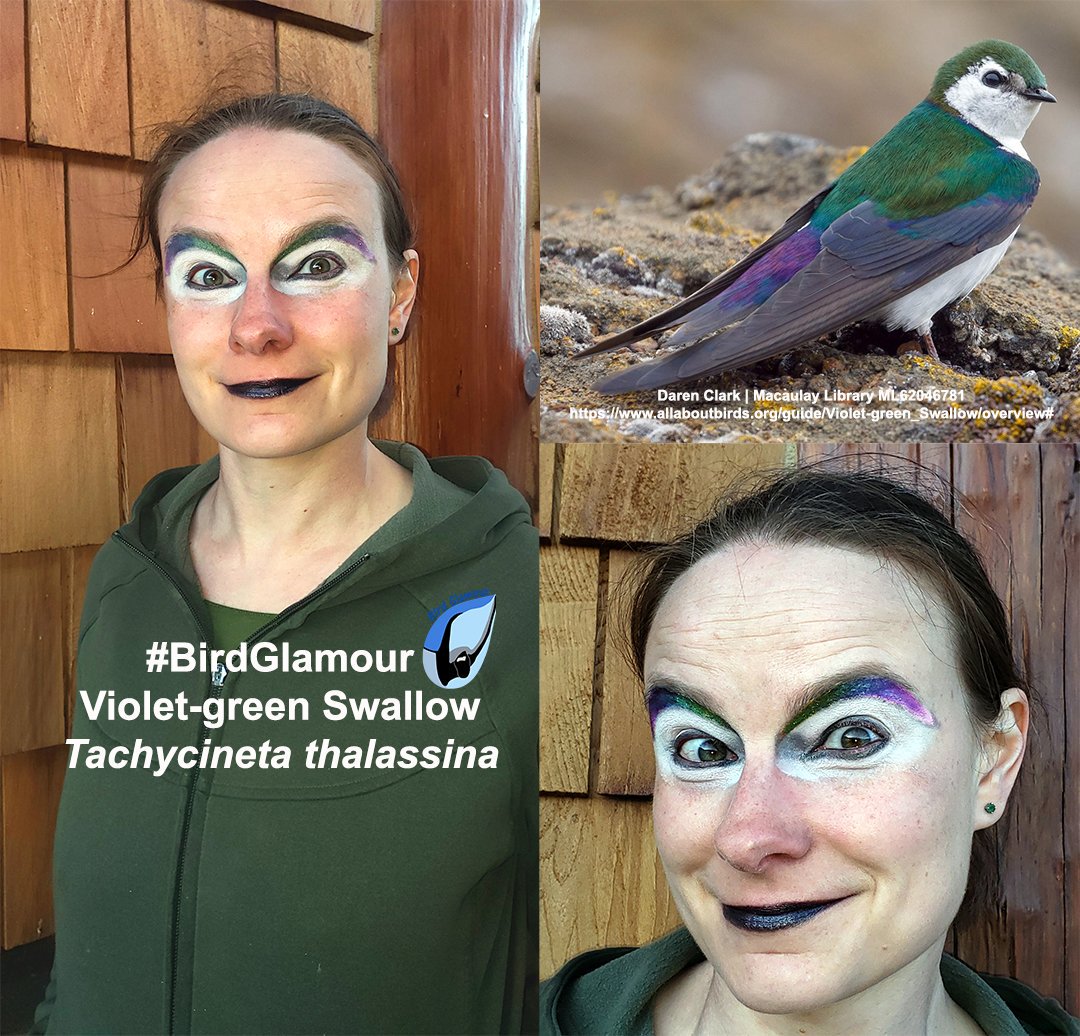 Voilent green swallow.jpg