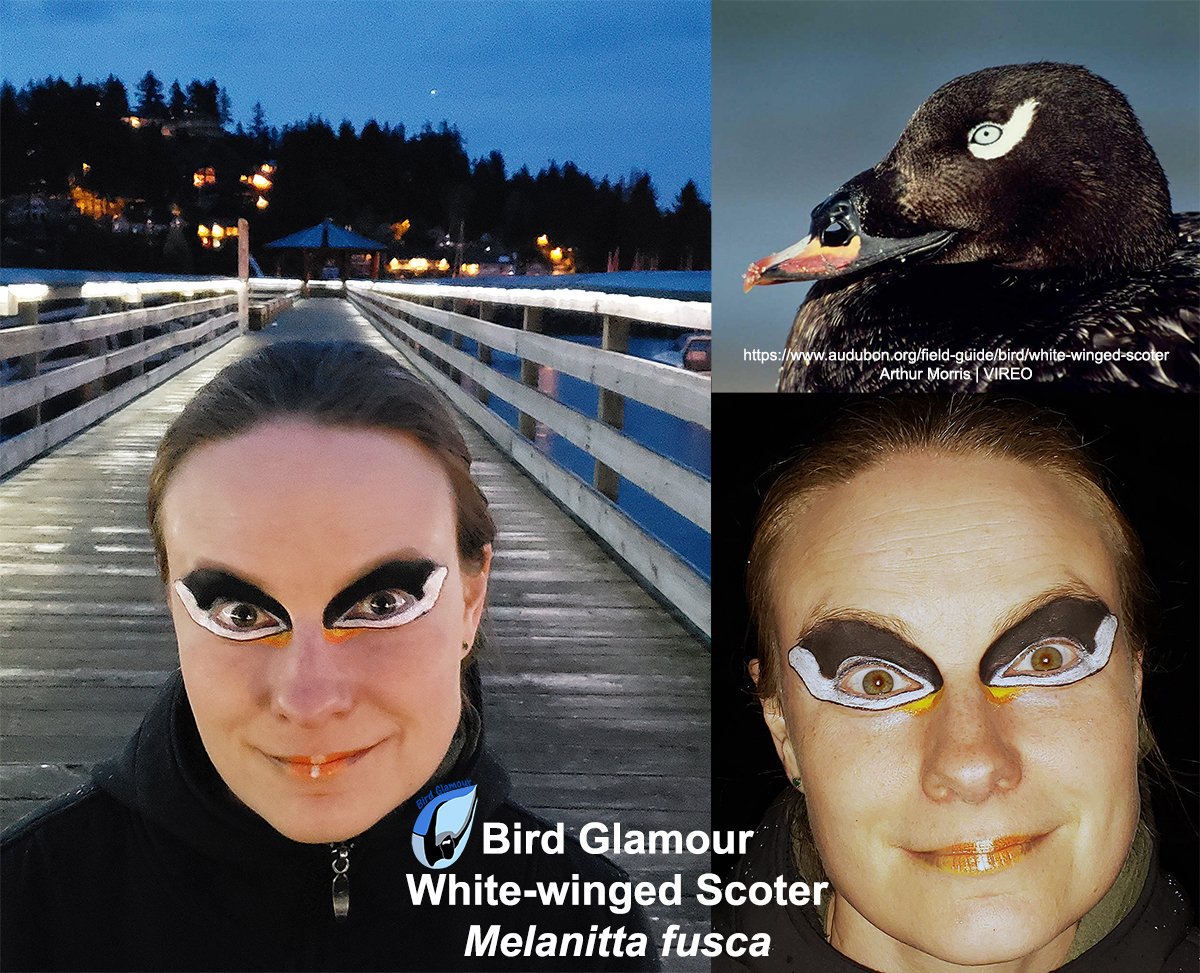 White-winged Scoter.jpg