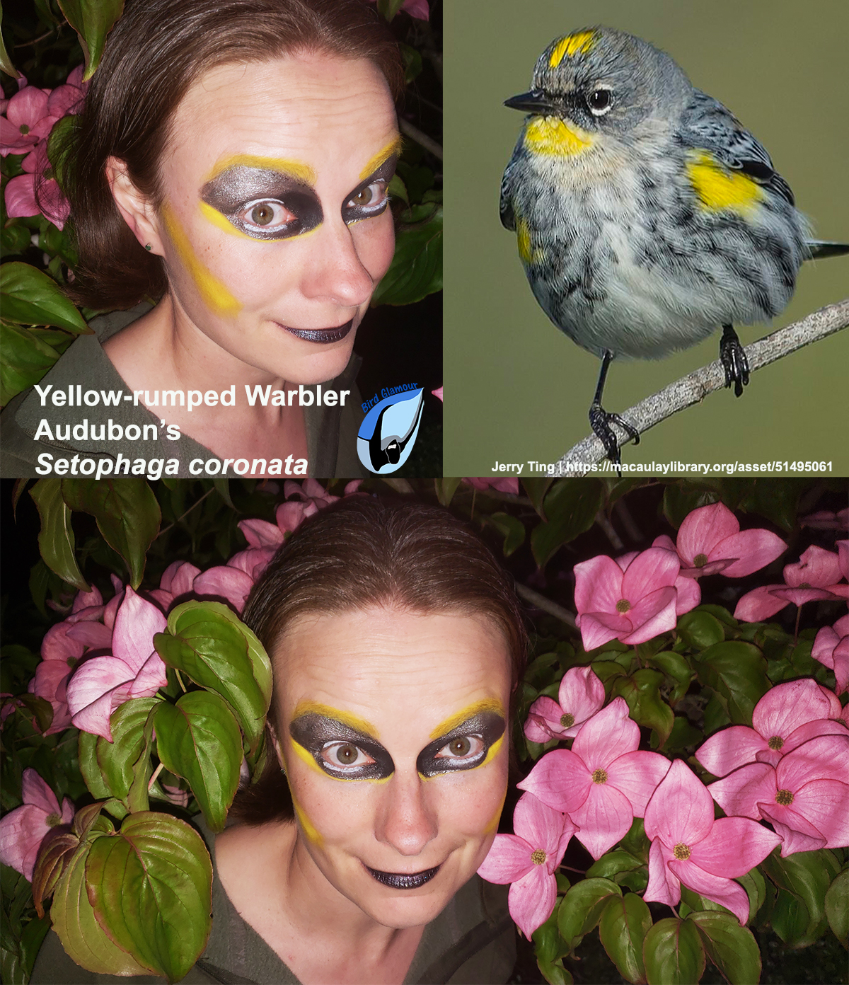 YRWA Audubon's Bird Glamour