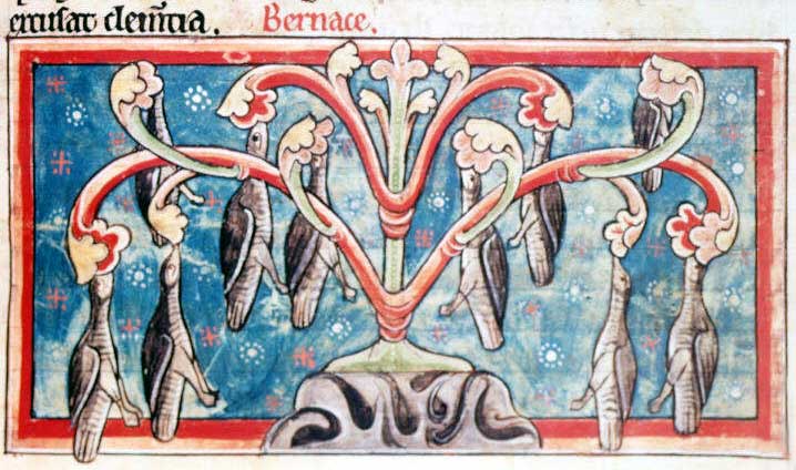 Barnacle Goose img4465