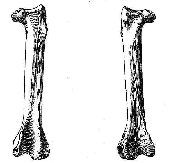 Tyto pollens femur