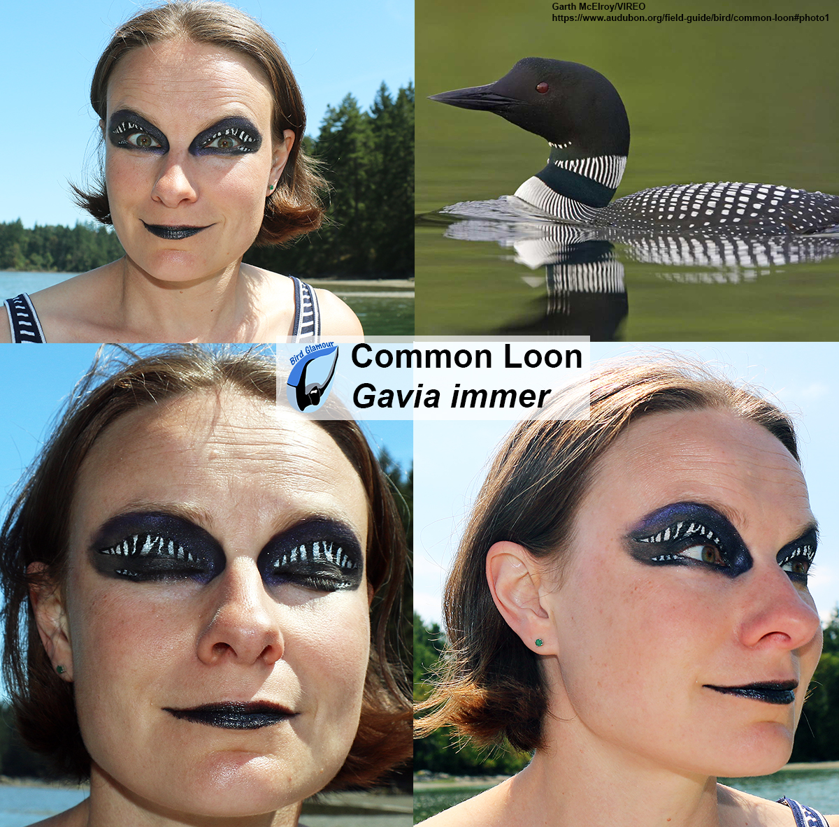 Common Loon Bird Glamour