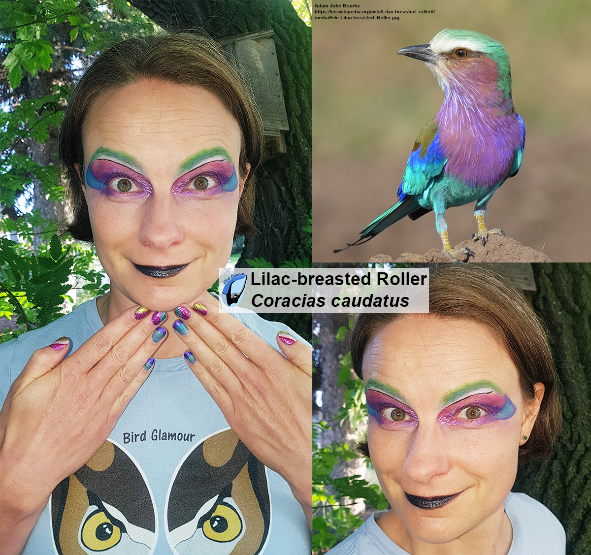 Lilac-breasted Roller Bird Glamour