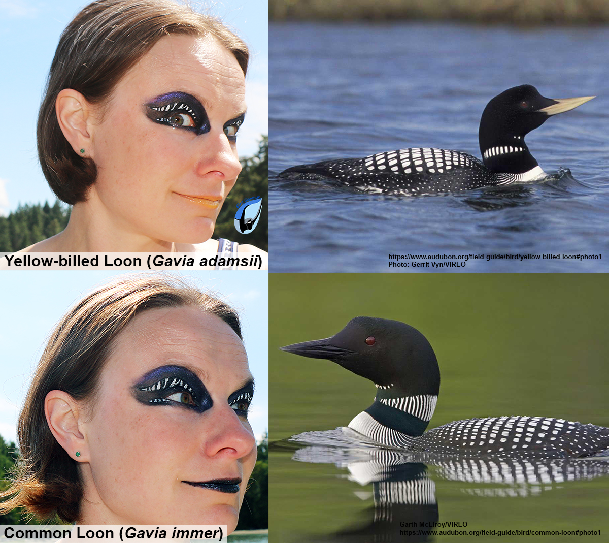 Yellow-billed Loon Bird Glamour 1