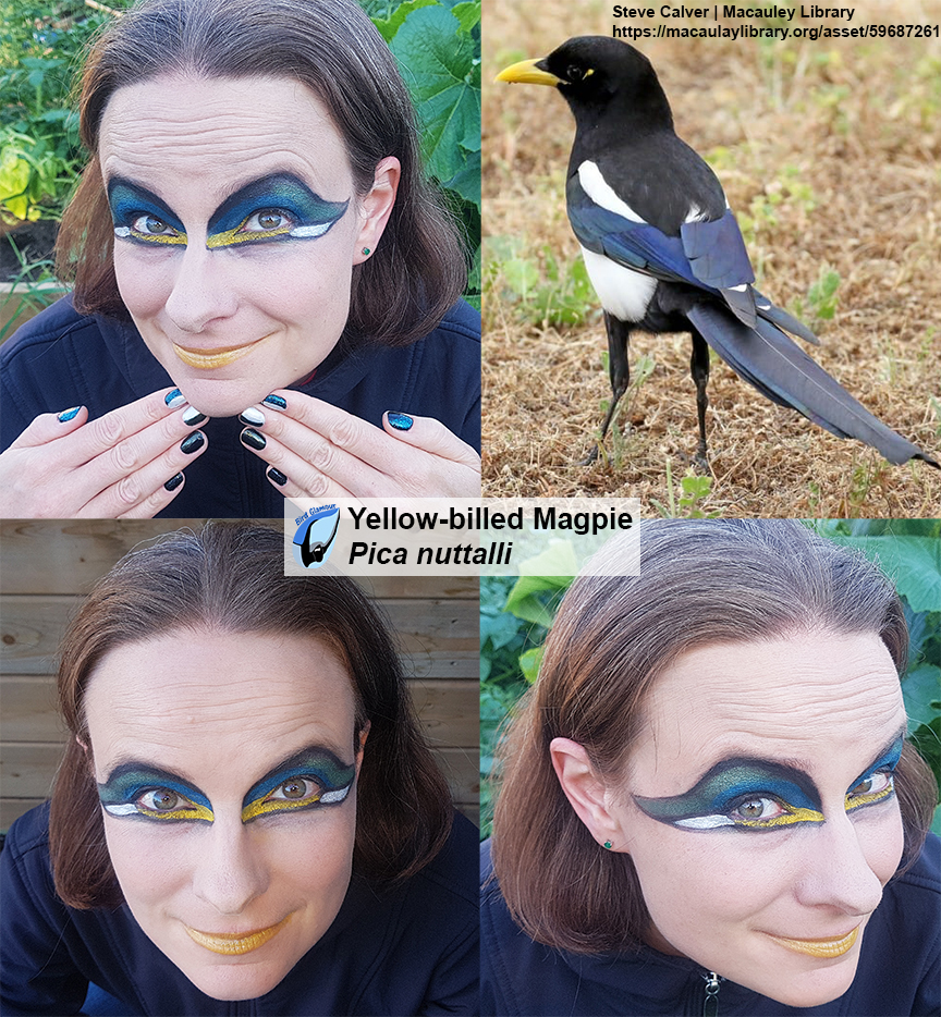 Yellow-billed Magpie Bird Glamour