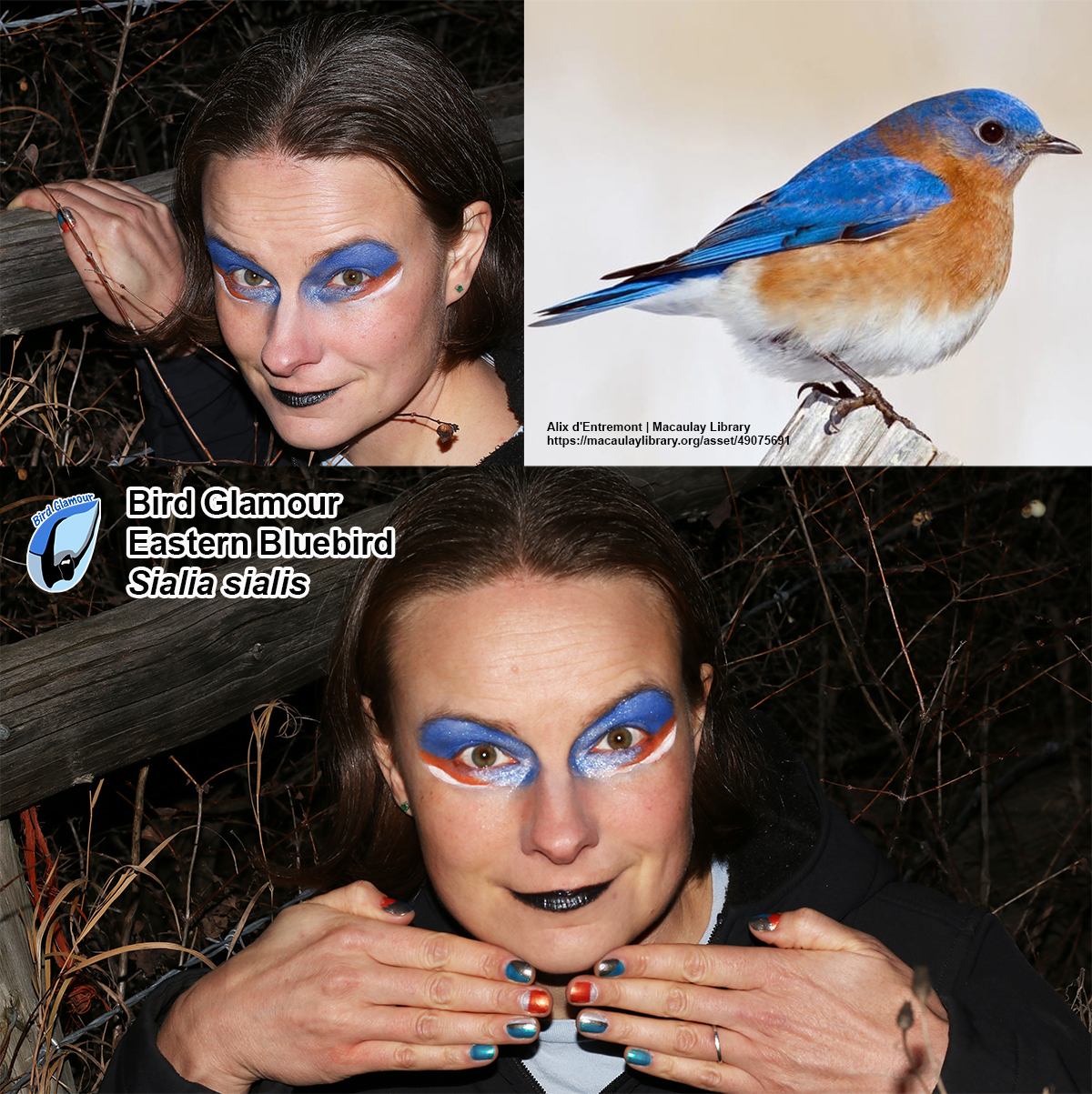 Eastern Bluebird Bird Glamour