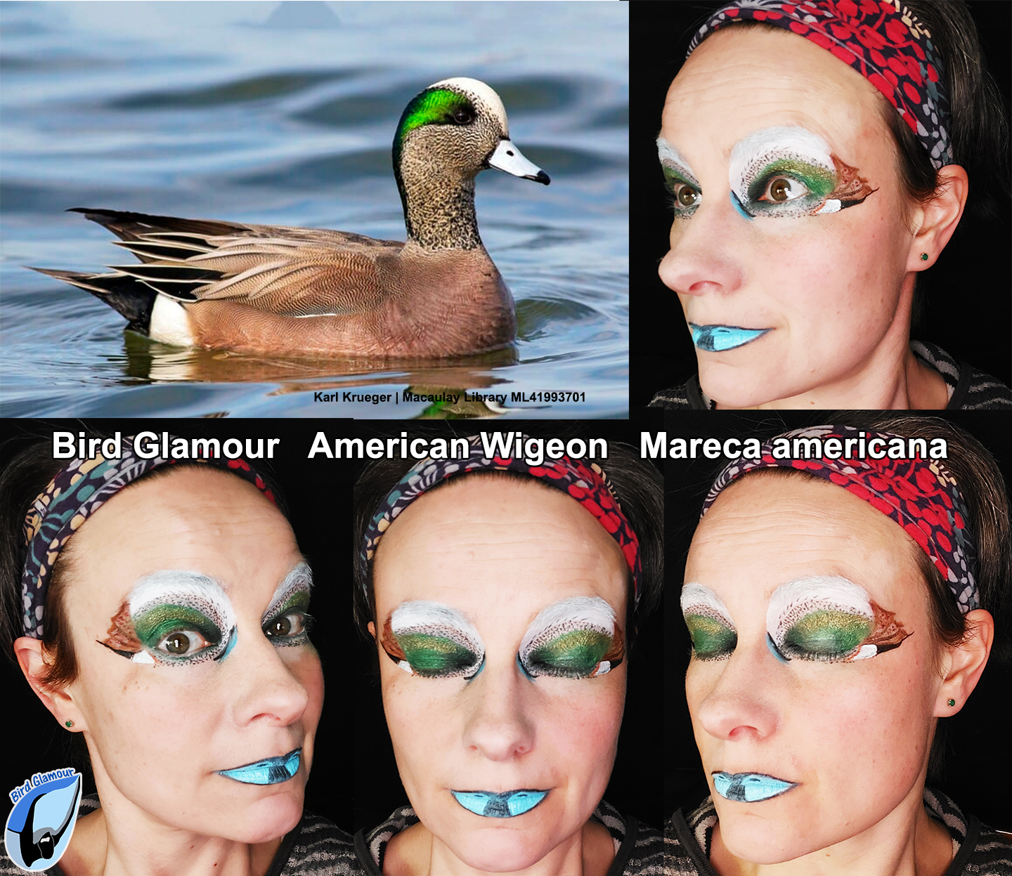 AMWI BirdGlamour