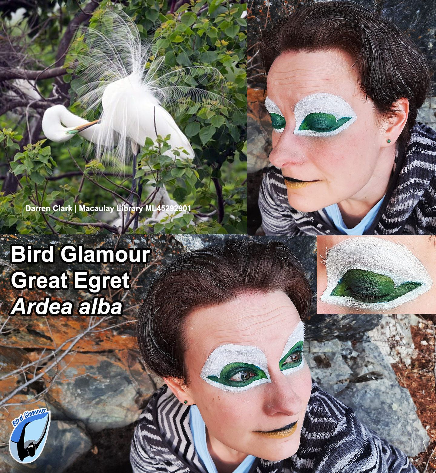 Great Egret Bird Glamour