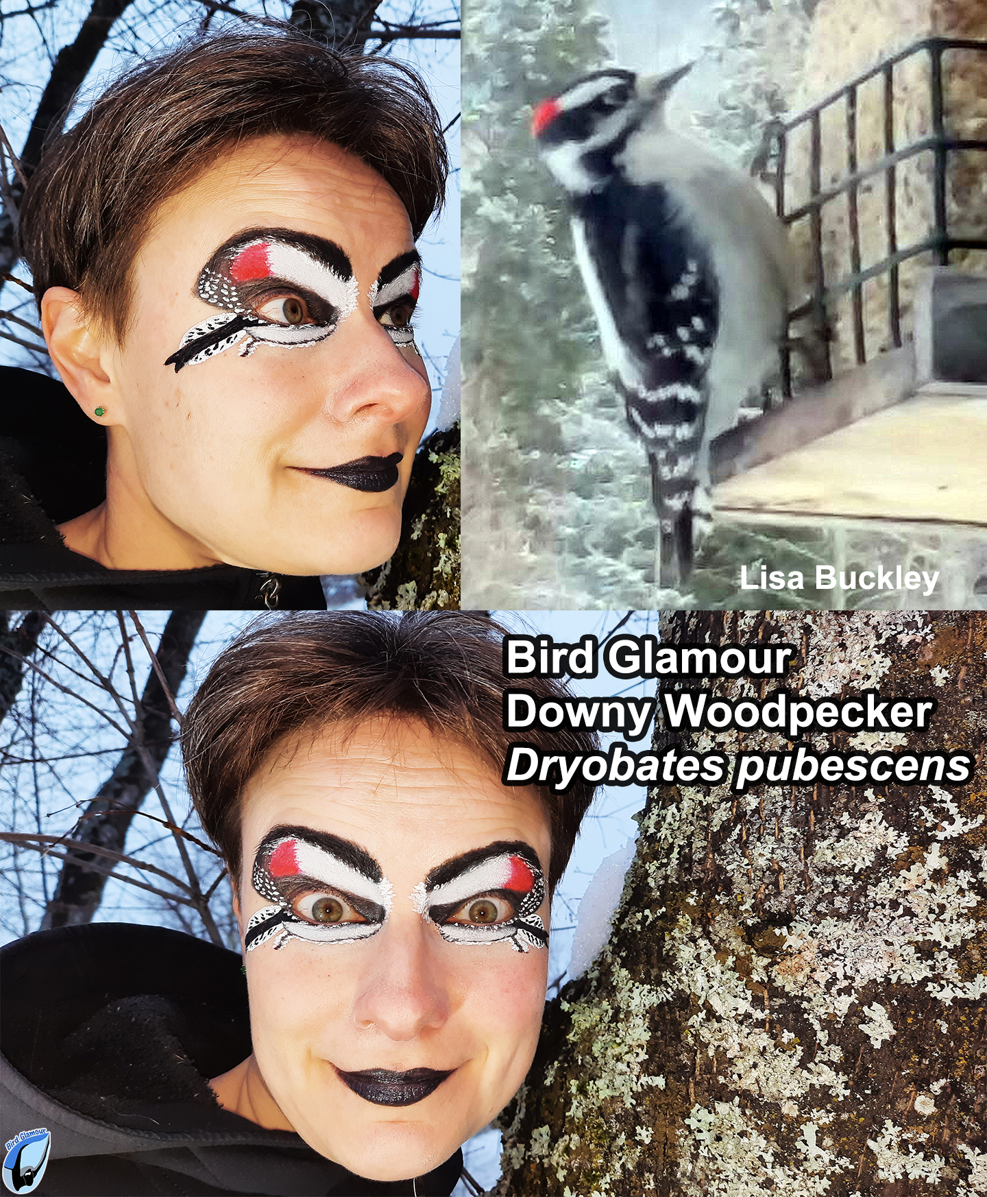 Hariy Woodpecker Bird Glamour 1