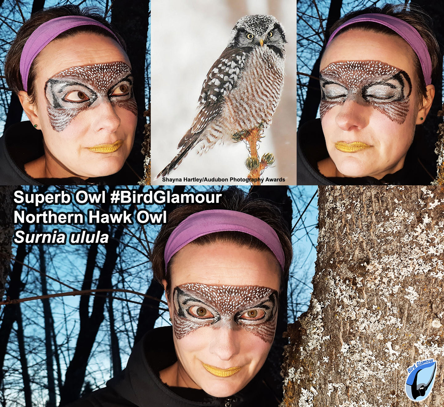 Northern Hawk Owl Bird Glamour