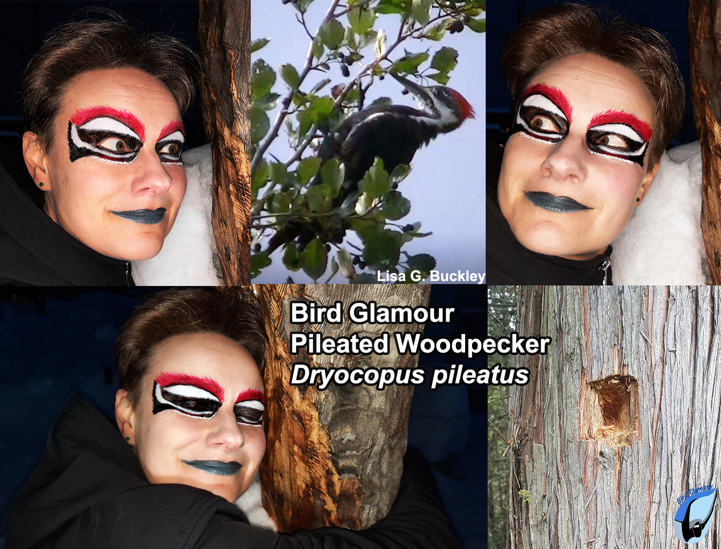 Pileated Woodpecker BG