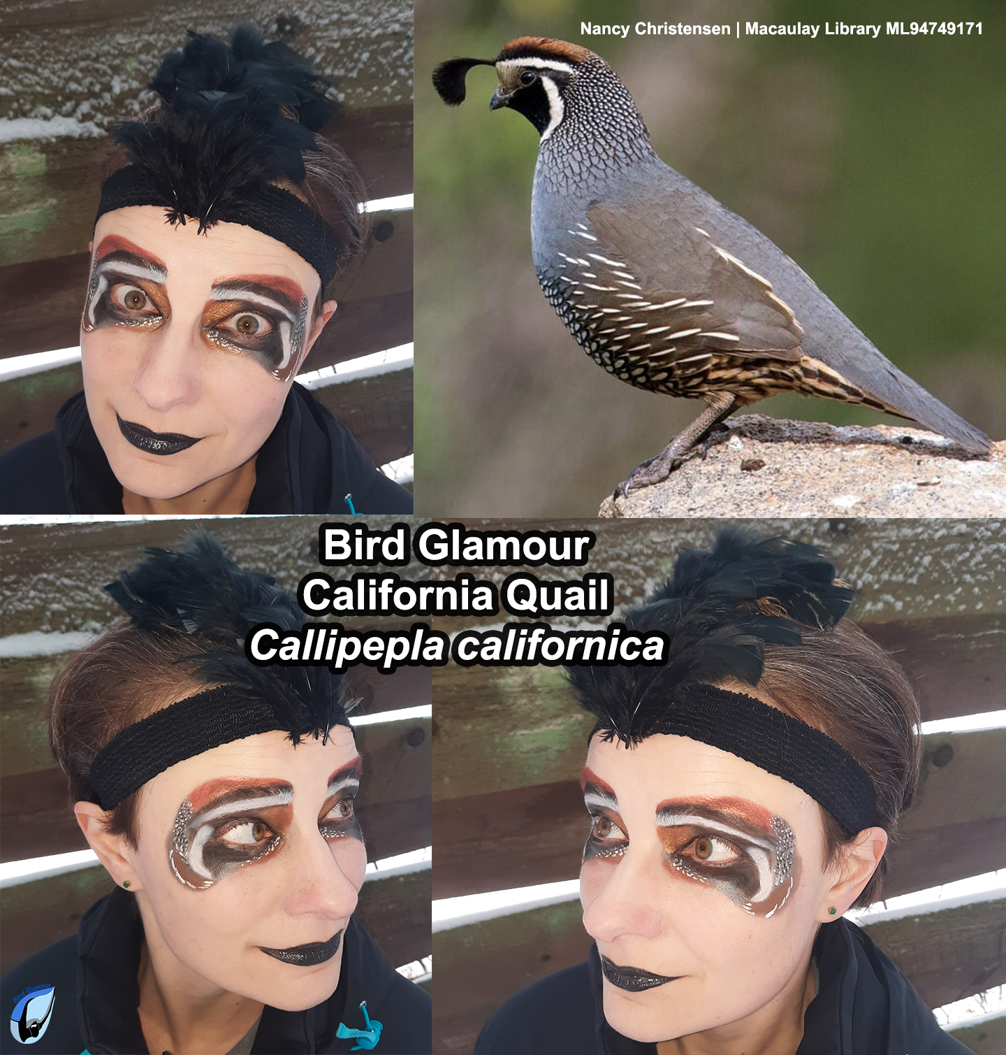 CAQU Bird Glamour
